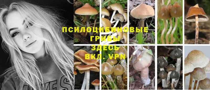 Псилоцибиновые грибы GOLDEN TEACHER  Георгиевск 